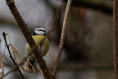 Cyanistes caeruleus