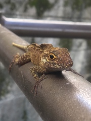 Anolis cristatellus wileyae