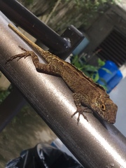 Anolis cristatellus wileyae