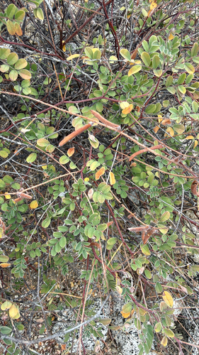 Cape Anil (Indigofera fruticosa)