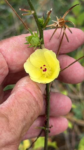 Cape Rose-Mallow (Hibiscus ribifolius)