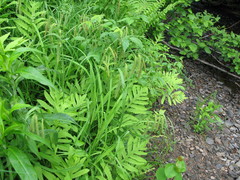 Media resource of Carex gynandra
