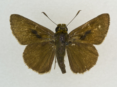 Euphyes vestris kiowah