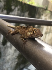 Anolis cristatellus wileyae