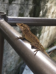 Anolis cristatellus wileyae