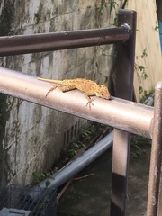 Anolis cristatellus wileyae