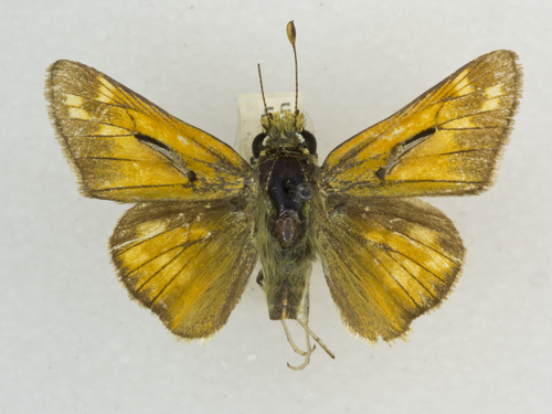 Pahaska Skipper