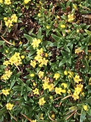 Valeriana aretioides