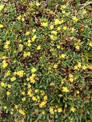 Valeriana aretioides