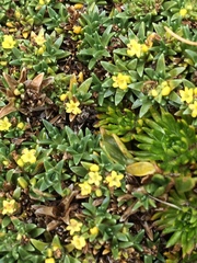 Valeriana aretioides