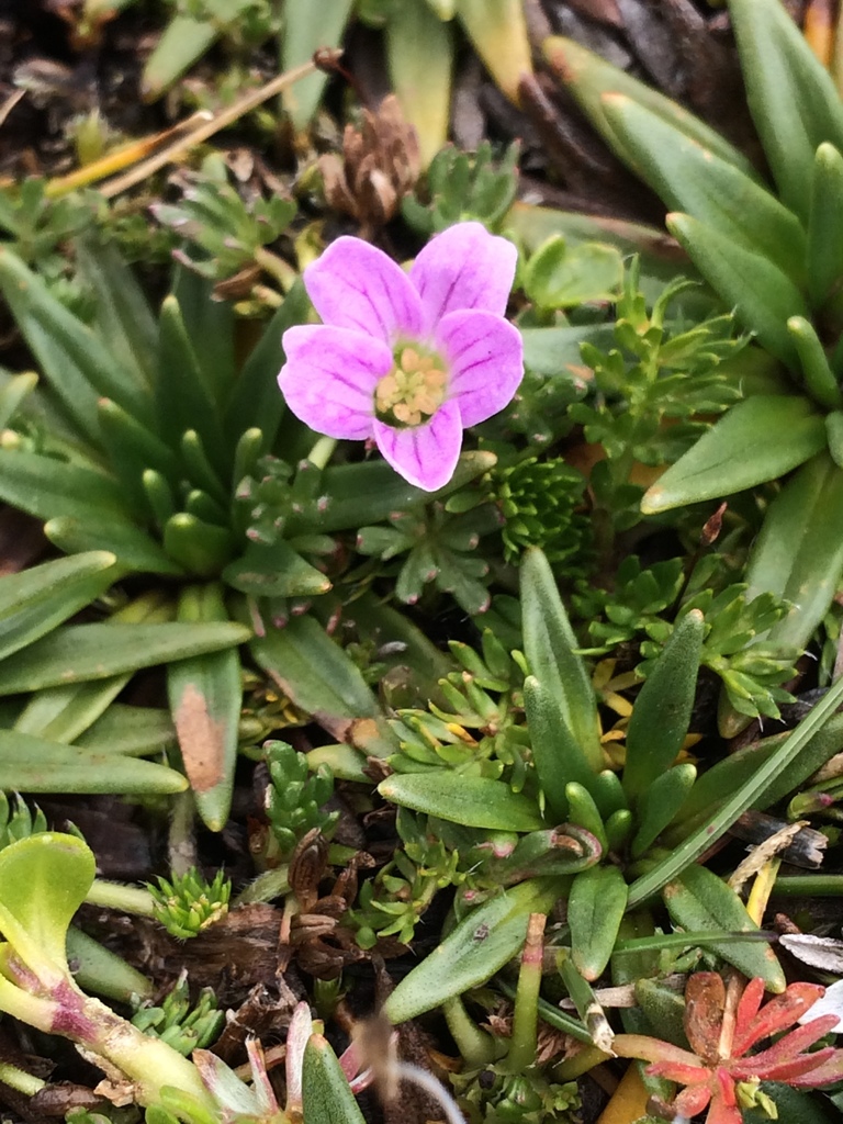 Geranium humboldtii