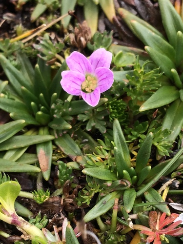 Geranium humboldtii · iNaturalist