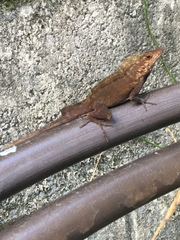 Anolis cristatellus wileyae