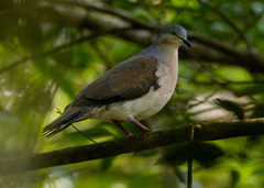 Gray-Headed Dove photo 2
