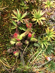 Castilleja paramensis