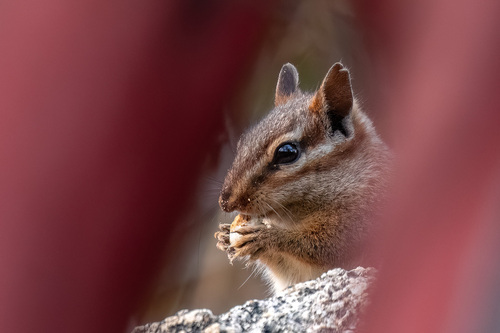 Chichimoco de Baja California observed by hector_cayetano