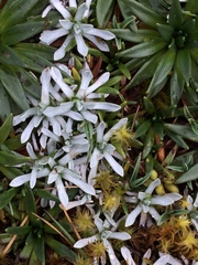 Lucilia kunthiana