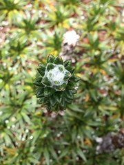 Lasiocephalus ovatus