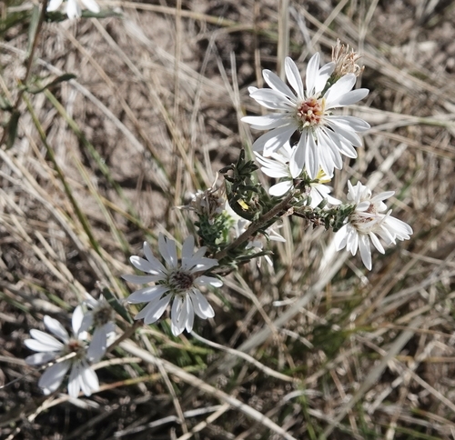 white prairie aster (Symphyotrichum falcatum)