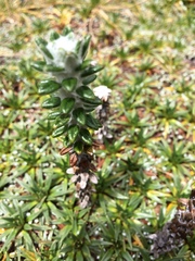 Lasiocephalus ovatus