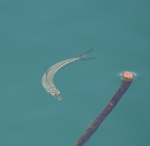 Herklotsichthys quadrimaculatus, 2025-11-22