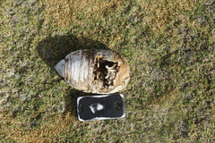 Chaetophractus vellerosus