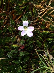 Geranium multipartitum