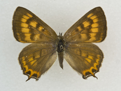 Tharsalea arota schellbachi