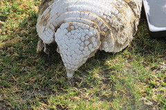 Chaetophractus vellerosus