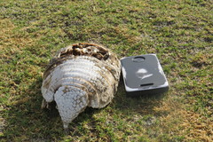 Chaetophractus vellerosus