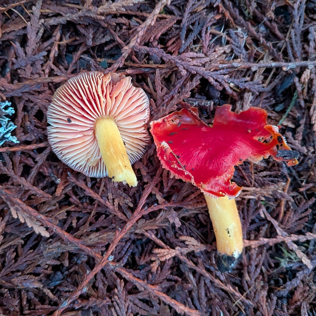 Hygrocybe laetissima · November 2025 · photo: © ssquazzo (iNaturalist, cc-by)