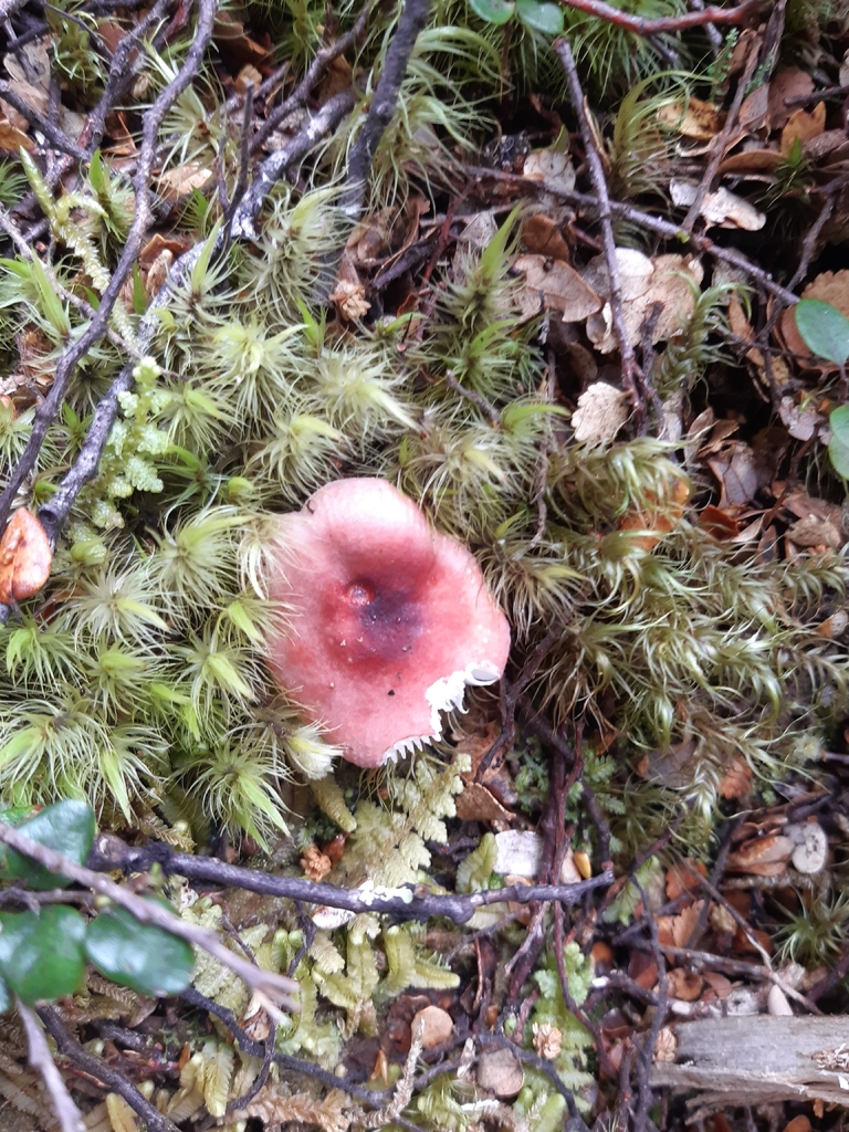 Russula roseopileata · November 2025 · photo: © georgecox (iNaturalist, cc0)