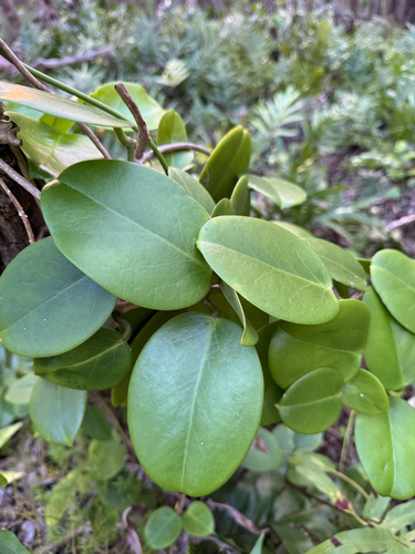 Hoya australis observed 2025-11-30