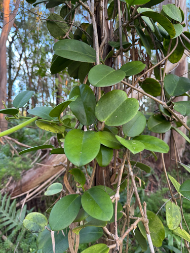 Hoya australis observed 2025-11-30