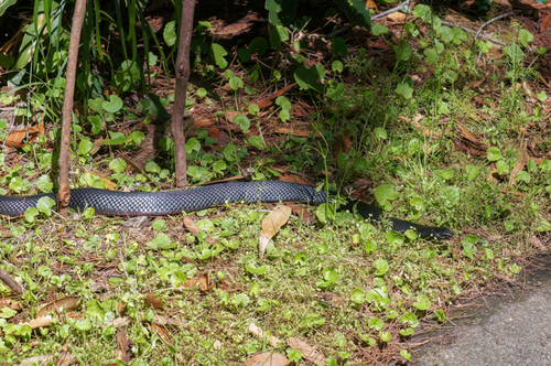 Red-bellied Black Snake sighting