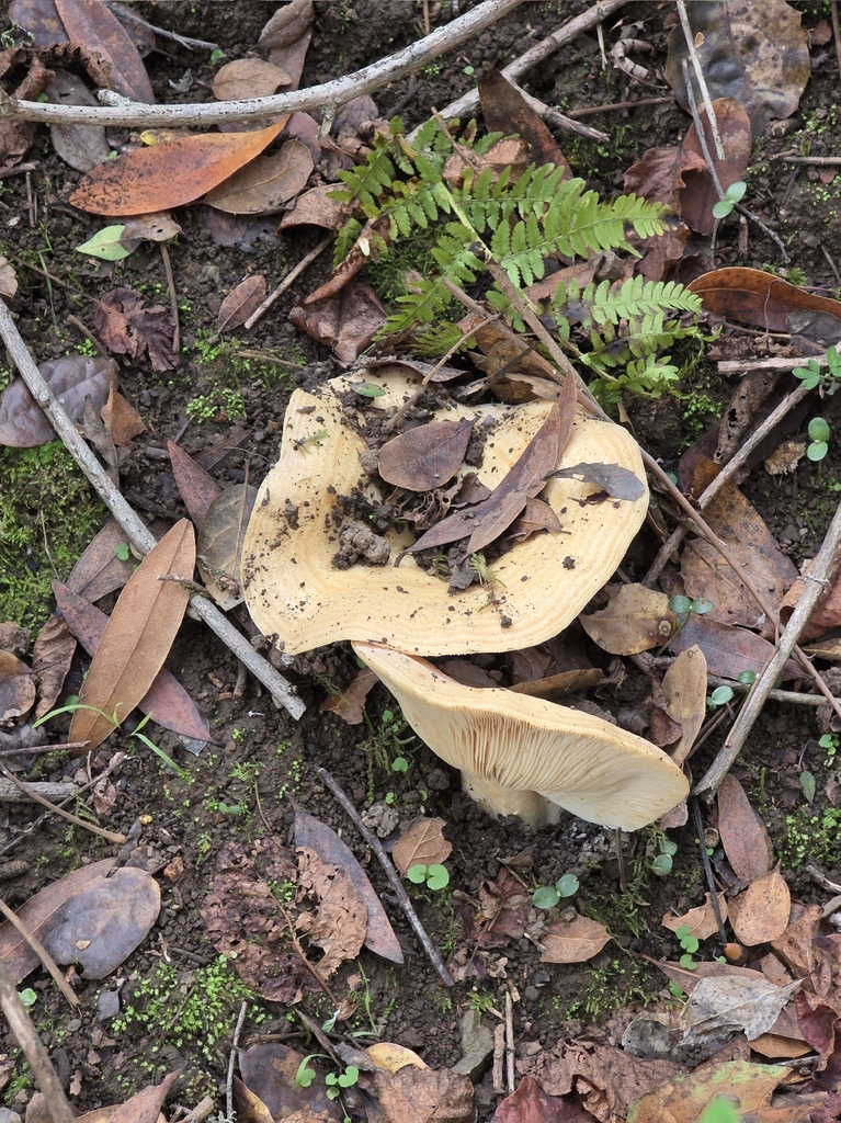 Lactarius alnicola · November 2025 · photo: © katherinescott1 (iNaturalist, cc-by)