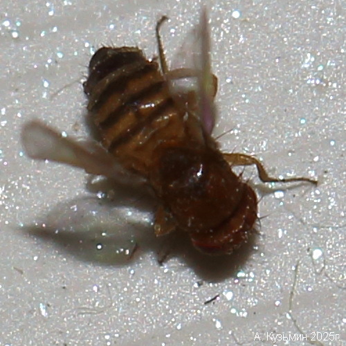 Комплекс Drosophila melanogaster