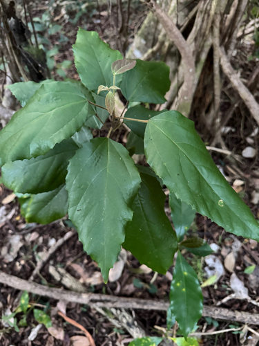 Mallotus philippensis observed 2025-11-30