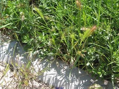 Hordeum murinum leporinum