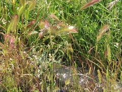 Hordeum murinum leporinum