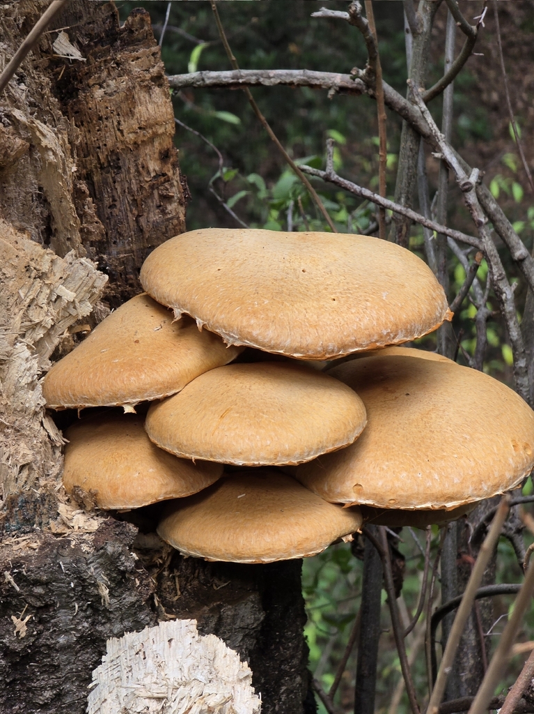 Gymnopilus ventricosus · November 2025 · photo: © katherinescott1 (iNaturalist, cc-by)