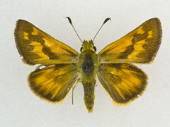 Ochlodes sylvanoides omnigena