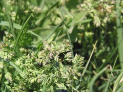 Dactylis glomerata hispanica