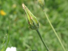 Scorzonera laciniata