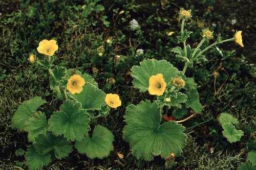 Calthaleaf Avens (Geum calthifolium)