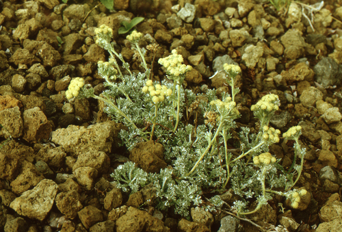 Pacific Alpine Wormwood (Artemisia glomerata)