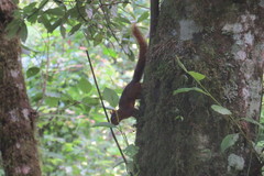 Sciurus ignitus