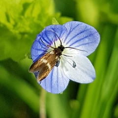 Cauchas fibulella