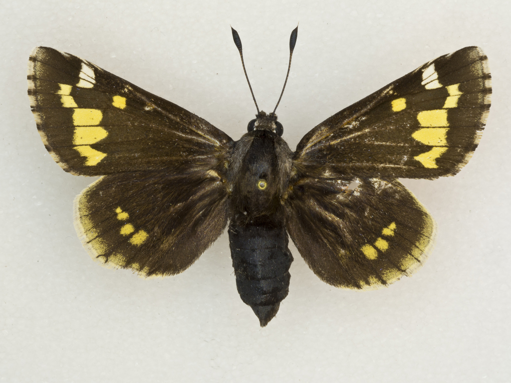 Yucca Giant-skipper