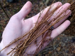 Calyptospora columnaris